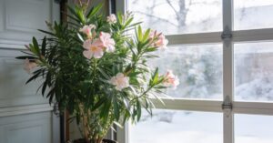Oleander zimowanie i pielęgnacja – jak poprawnie przezimować oleander?