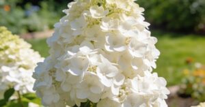 Hortensja Grandiflora: Kompleksowy przewodnik uprawy i pielęgnacji