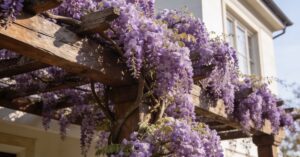 Wisteria uprawa i pielęgnacja: wszystko, co musisz wiedzieć o glicynii