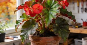 Begonia Dragon zimowanie: Kompleksowy przewodnik krok po kroku
