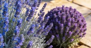 Lawenda Blue Scent czy Hidcote? Wybierz najlepszą odmianę do ogrodu