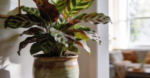 Calathea zasychanie brzegów liści – jak uratować roślinę i jej liście?