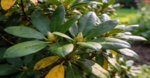 Rododendron żółkną liście – przyczyny i skuteczne rozwiązania