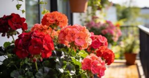 Pelargonia Calliope: odmiany, które zachwycą Cię obfitym kwitnieniem