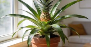 Jak rośnie ananas w doniczce: kompletny przewodnik po uprawie w domu