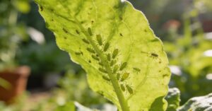Co na mszyce? Skuteczny domowy sposób i naturalne metody zwalczania