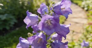 Dzwonek ogrodowy uprawa: jak sadzić i wysiewać Campanula medium?