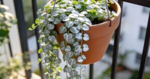 Dichondra: kompletny przewodnik po uprawie i pielęgnacji w ogrodzie