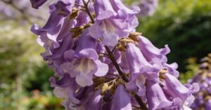 Paulownia po ilu latach kwitnie? Uprawa cesarskiego drzewka szczęścia